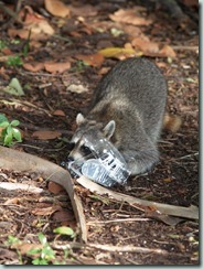 Miami Bill Baggs Cape Florida State Park - Racoon