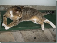 Key West - Polydactyl Cats at the Hemingway House