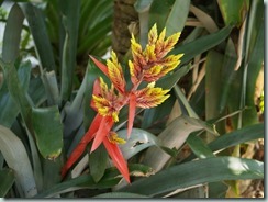 Everglades - Wild Bromeliad