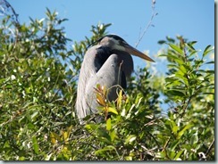 Everglades - The Great Blue Heron