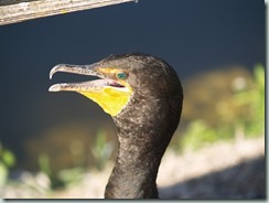 Everglades - Cormorant