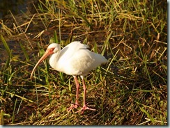 Everglades - White Ibis