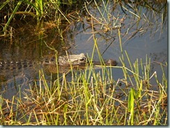 Everglades - Alligator