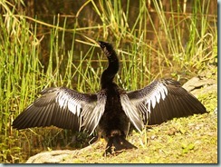 Everglades - Anhinga