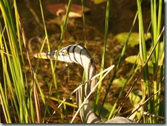 Everglades - The Great Blue Heron