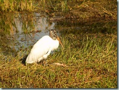 Everglades - Wood Stork