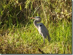 Everglades - The Great Blue Heron