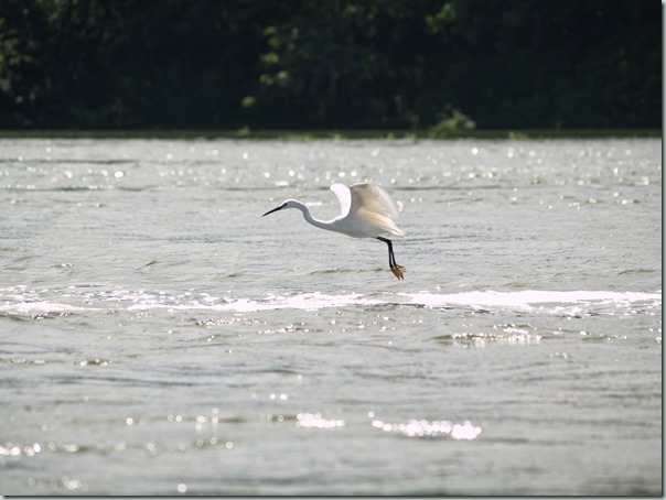 Egret