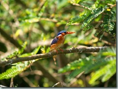 Malachite Kingfisher