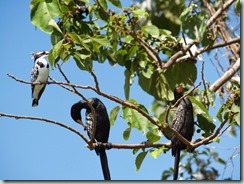 Pied Kingfisher