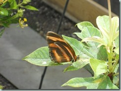 Banded Orange (Mexico to Brazil)