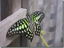 Tailed Jay (India, Sri Lanka, China to Australia)