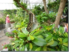 Brown Clipper (India to China, Philippines, New Guinea)