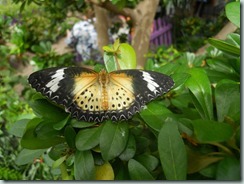 Leopard Lacewing (India)