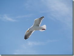 Jonathan Livingston Seagull?