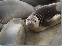 Yearling Elephant Seal