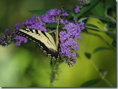 Eastern Tiger Swallowtail (male - North America to Texas)