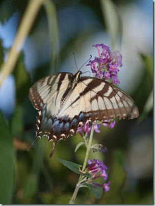 Eastern Tiger Swallowtail (female - light form - North America to Texas)