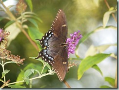 Eastern Tiger Swallowtail (female - dark form - North America to Texas)