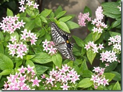 Chinese Yellow Swallowtail (China, Taiwan, Korea, Japan, Hawaii)