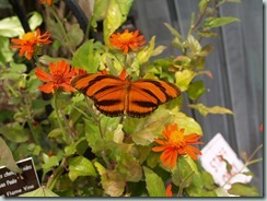 Banded Orange (Mexico to Brazil)