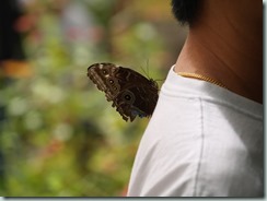 Mournful Owl (Mexico & Guatemala to Amazon Basin)