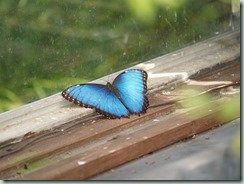 Blue Morpho (Mexico to Colombia, Venezuela & Trinidad)