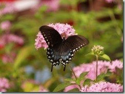 Eastern Tiger Swallowtail (female - dark form - North America to Texas)