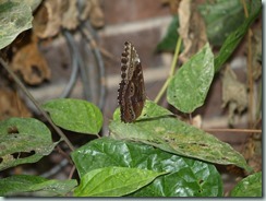 Blue Morpho (Mexico to Colombia, Venezuela & Trinidad)