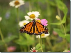 Monarch (Canada to South America, Australia & Pacific Islands)