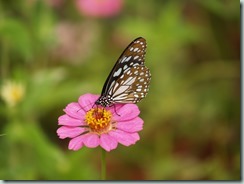 Blue Tiger (India, Myanmar, Hong Kong & Java)