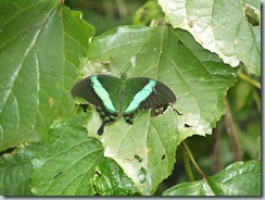 merald Swallowtail (Myanmar to Malaya, Sumatra & Philippines)