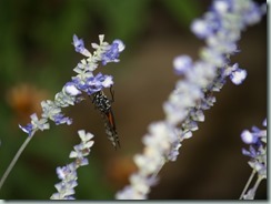 Monarch (Canada to South America, Australia & Pacific Islands)