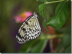 Paper Kite (Philippines to Borneo, Taiwan)