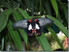 Common Mormon (Sri Lanka & India to China)