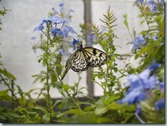 Paper Kite (Philippines to Borneo, Taiwan)