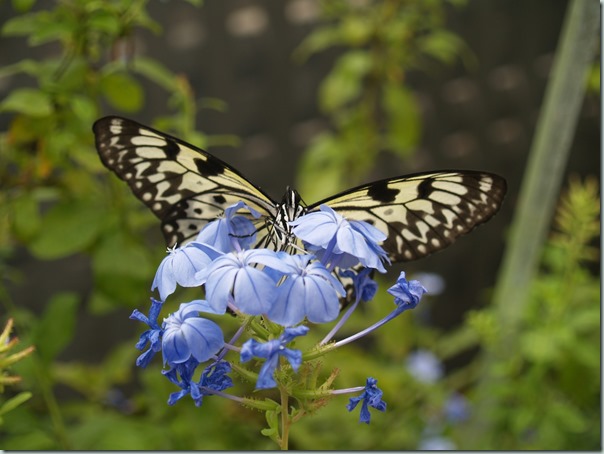 Paper Kite (Philippines to Borneo, Taiwan)