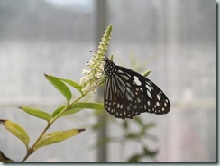 Blue Tiger (India, Myanmar, Hong Kong & Java)