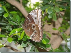 Blue Morpho (Mexico to Colombia, Venezuela & Trinidad)Blue Morpho (Mexico to Colombia, Venezuela & Trinidad)