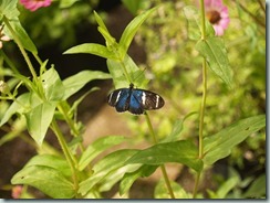 Sara Longwing (Mexico to Amazon Basin)