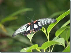 Common Mormon (Sri Lanka & India to China)