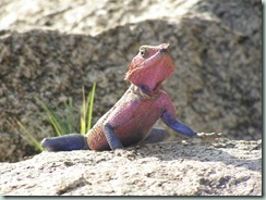 COMMON AGAMA: Look near brightly-coloured male common agamas for groups of well-camouflaged females.