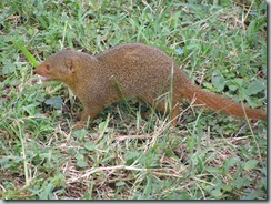 DWARF MONGOOSE: Dwarf mongooses are widespread in savanna and can become semitame around lodges.