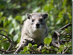 HYRAX: Groups of what look like football-sized guinea pigs sitting around kopjes and cliffs are in fact hyraxes, a uniquely African group of herbivores.