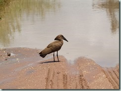 HAMERKOP: The hamerkop's distinctive profile earned it an Afrikaans name meaning "hammerhead".