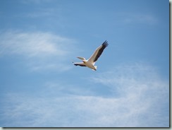 GREAT WHITE PELICAN: Pelicans are readily distinguished by their pouch: an elastic flap of skin under the massive bill which in the breeding season glows with color.