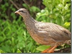 CRESTED FRANCOLIN: Francolins belong to the great order loosely known as game birds that have been the butt of hunters' activities for centuries.