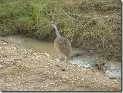 UNKNOWN SPECIES: Can you help me identifying this bird?