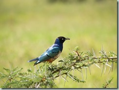 SUPERB STARLING: Adult superb starlings are stunning but common birds that can be a pest at picnic tables.