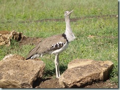 KORI BUSTARD: Although all bustards can fly strongly should the need arise, they are consummate walkers.